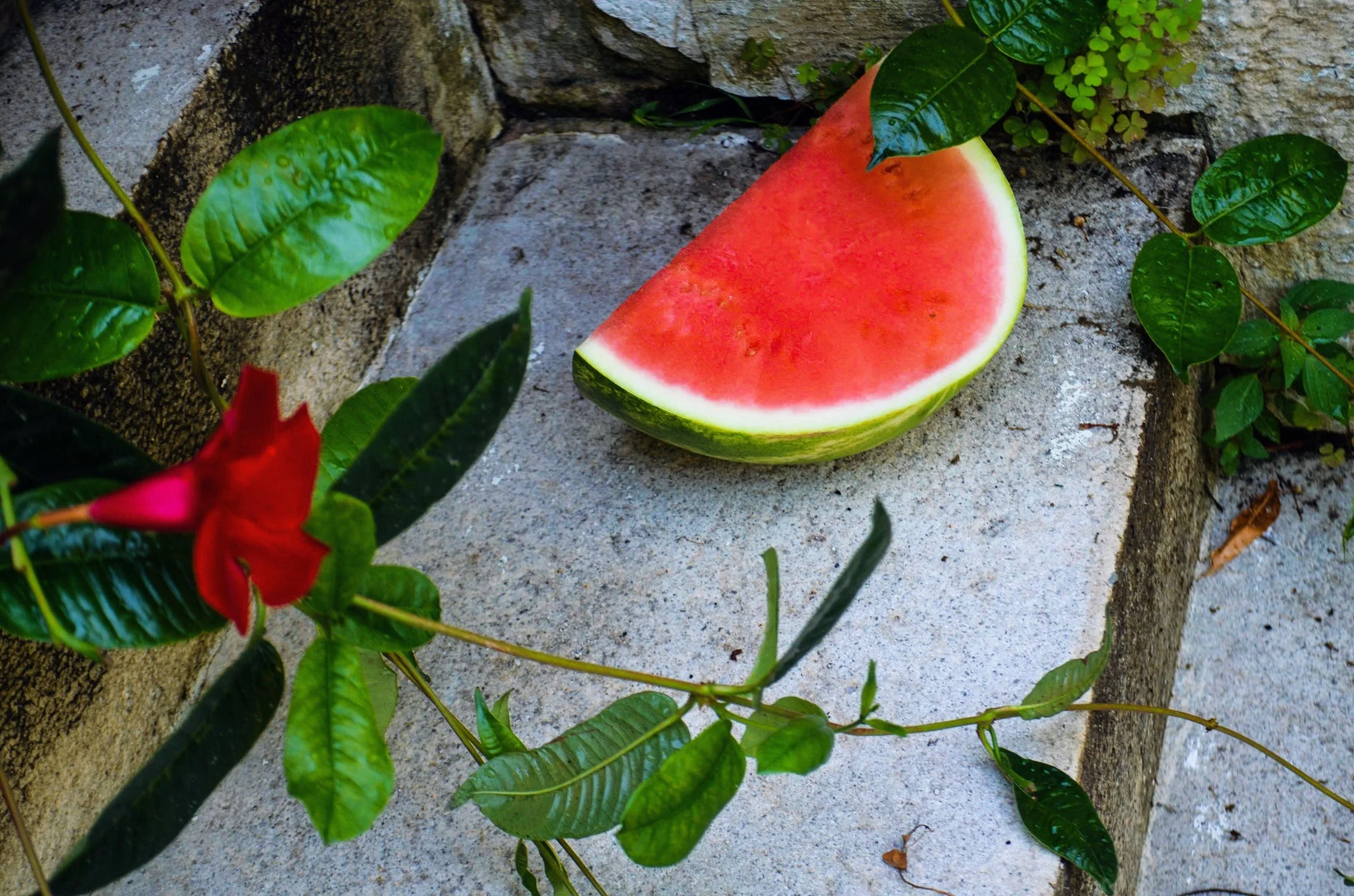 Top 15 Fruits for a Cool Summer
