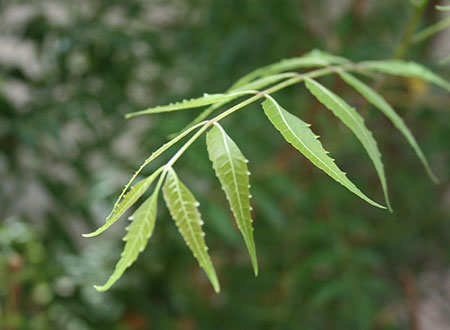 neem